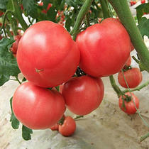 Prada tomato seeds in autumn winter early spring high yield disease-resistant cold-resistant fruit up to 800g pink tomato