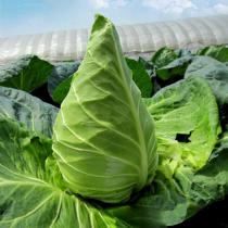 High-yielding generation hybrid Chunfeng cabbage seed seeds beef heart cabbage autumn balcony four seasons vegetable seed