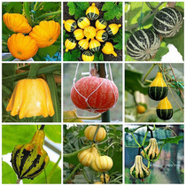 Anti-heat and high-yield disease-resistant edible mini pumpkin seeds Ornamental pumpkin seeds Giant Japanese Bebeifu melon seeds