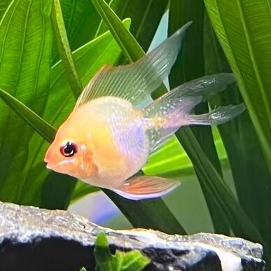 小梁同学水族馆