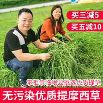 2021 New Timothy Hay Hay rabbit feed lop-eared rabbit grain pet rabbit eat grass rabbit grain nationwide