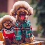 Одежда для собак весенне-осенняя энергичная рубашка летняя для маленького щенка Тедди Бишон Померанский шпиц кошка против линьки