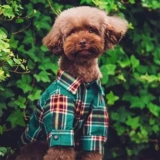 Одежда для собак весенне-осенняя энергичная рубашка летняя для маленького щенка Тедди Бишон Померанский шпиц кошка против линьки