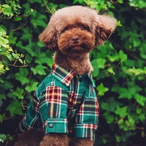 Одежда для собак весенне-осенняя энергичная рубашка летняя для маленького щенка Тедди Бишон Померанский шпиц кошка против линьки