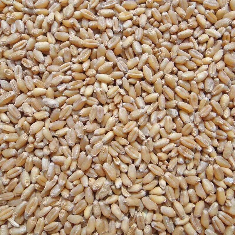Wheat grain farm wheat juice wheat fishing bait Chicken duck goose bird pigeon feed Dry wheat grain 5 kg