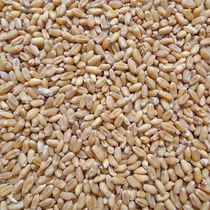 Wheat grain farmer wheat Juice wheat fishing bait chicken duck goose bird pigeon feed dry wheat grain 5kg