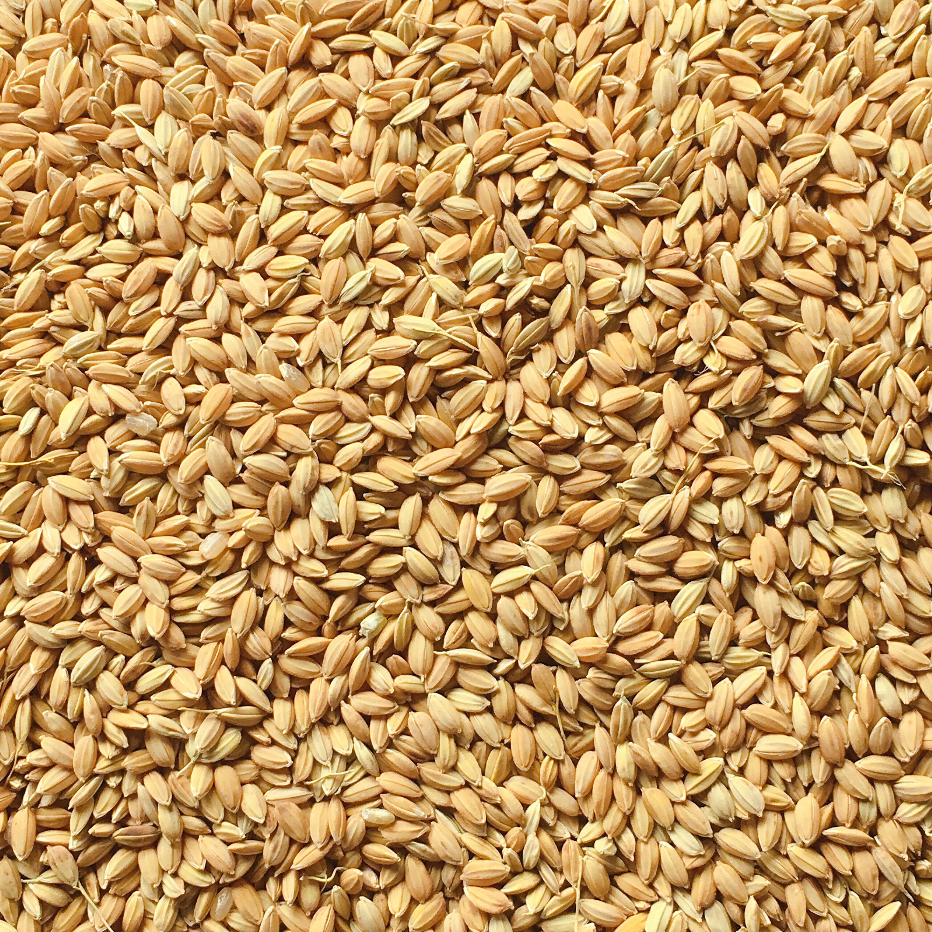 With shell rice paddy rice grain quality rice grain chicken duck bird pigeon pet to clear feed Jiang Zhejiang 25 kg clothes