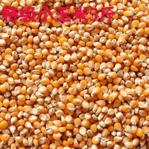 Popcorn pigeon corn feed competition special corn pigeon special corn small gold Yellow 5 Jin more provinces