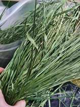 2021 High-quality drying of North and south Timothy grass Rabbit Totoro Dutch mouse Grain Timu West grass forage grass