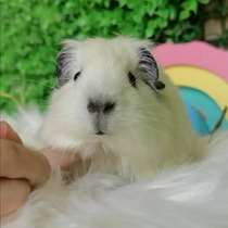 Guinea pig California satin Dutch Rat Pet Live animal Pig doll Small pet Live Small live animal Small pet