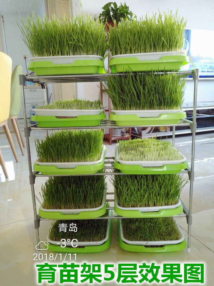 Paper seed beans sprouts sprouts Stainless steel planting rack Seedling rack Seedling plate combination bracket shelf