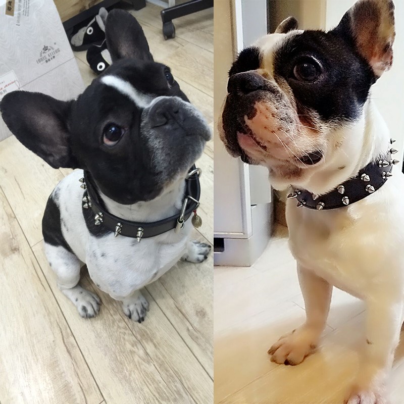 Pet Pooch Supplies Infighting Dog Collar small and medium dog collar neck ring French bulldog Rivet Neckline Traction Rope