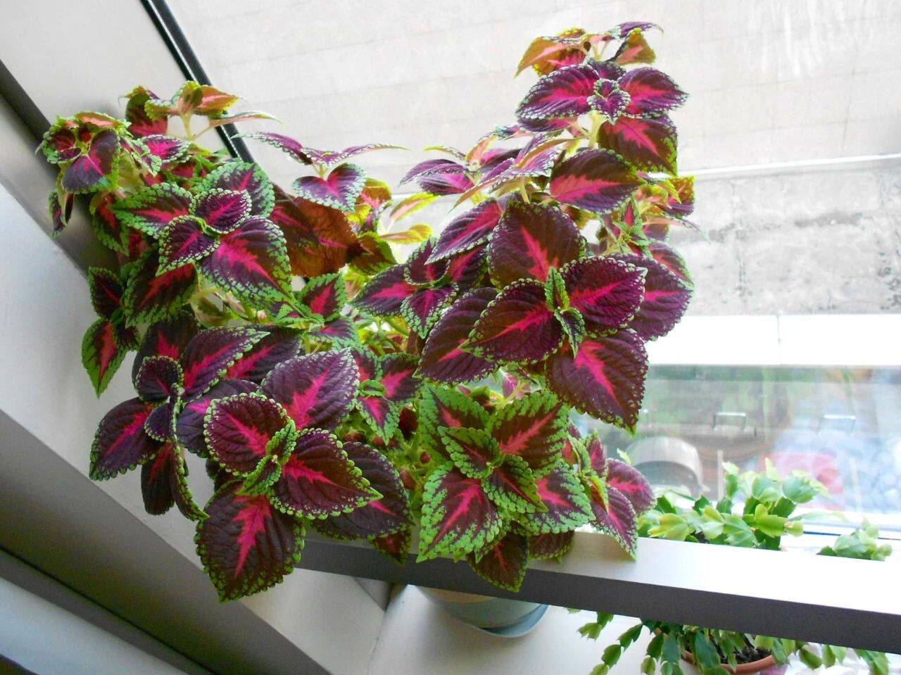 錦紫蘇比開花植物還好看 能多種一起種 淘寶海外