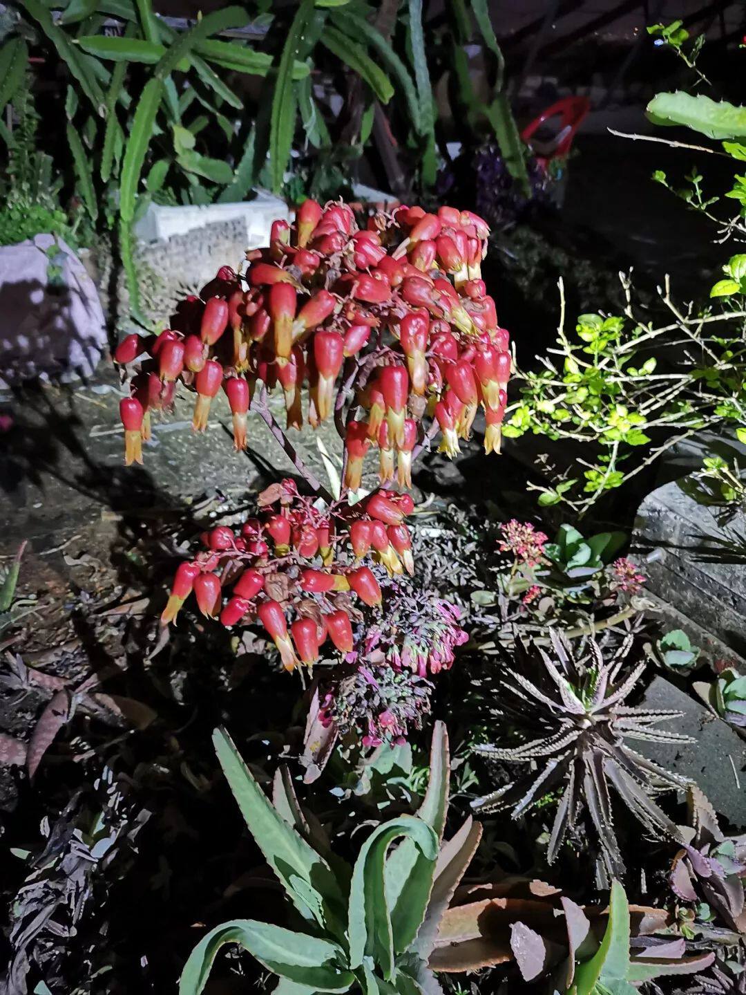 這種養不死的多肉植物 夾課本裏都能生根 淘寶海外