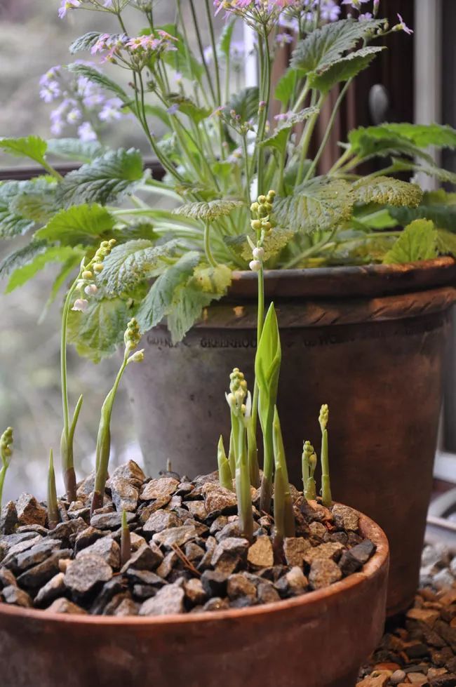 這6種花朵都是吊鐘型的 你喜歡哪種 淘寶海外