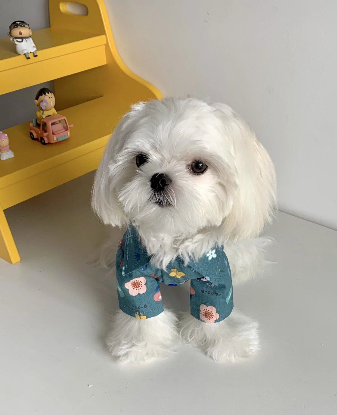 Endless snail powder, pet clothes, dog shirts, flowery clothes, can be worn in spring, summer, autumn and winter