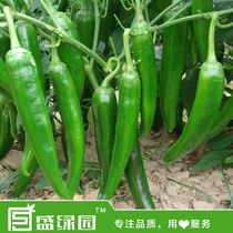 Horn Green Pepper Chili Pepper Spike Pepper Organic Vegetable Seed Rapeseed Balcony Indoor Patio Plant Potted Plant Cultivation