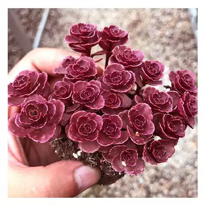 多肉植物小球玫瑰錦肉肉買二送一 小球玫瑰 花盆 肥料 專用土