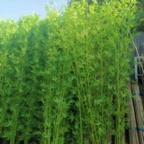 Открытый ландшафтный бамбук фальшивый бамбук 4 метра высотой бамбук