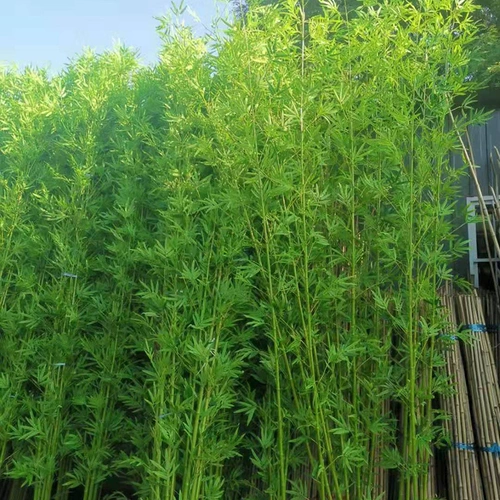 Открытый ландшафтный бамбук фальшивый бамбук 4 метра высотой бамбук