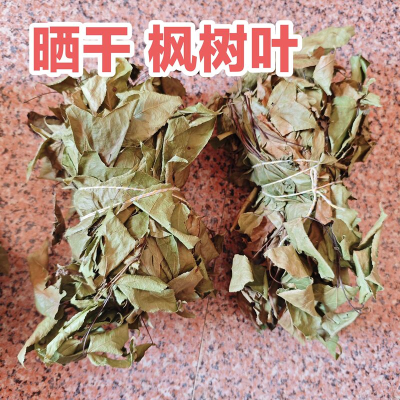 Wild Sun-Dried Maple Leaves, Sun-Dried Maple Tree Leaves, Sun-Dried Maple Tree Leaves, Sun-Dried Maple Tree Leaves Wild Sun-Dried Maple Leaves, Sun-Dried Maple Tree Leaves, Sun-Dried Maple Tree Leaves, Sun-Dried Maple Tree Leaves