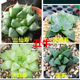 Succulent Plant Zodiac Combination Jade Dew Package Succulent Combination Flower Potted Green Plant Potted Plant contains ສິບສອງປະລິມານຂອງ pots ແລະດິນ