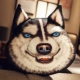 Angry Husky (дополнительная 70*60 см)