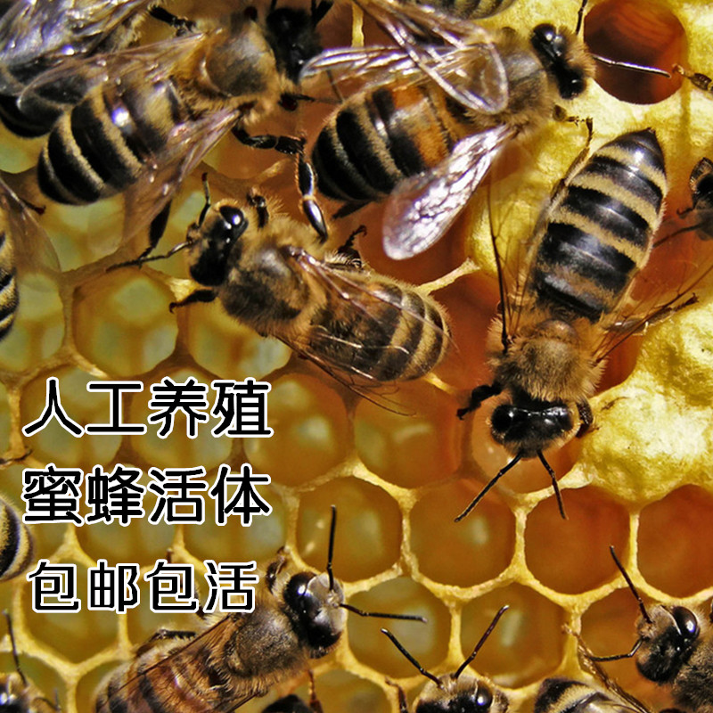 Bee Therapy Bee Living Body 50 -300 Send Tweezers Bee Grain Willbee Live Things Fields Bee Medical Honeybee
