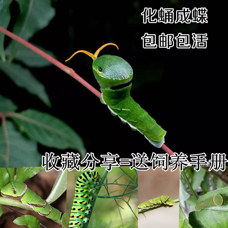 Butterfly larvae pupate into butterfly scientific experiment phoenix butterfly live larva Yudifeng real butterfly larva live butterfly pupa