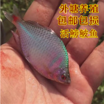Small fish live mirror fish square skin small freshwater ornamental fish omnivorous medicinal fish competition fishing fish side skin fish