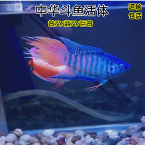 Chinese Fork-tailed Betta live common fork blue fork black snake pattern Betta fish subtropical native ornamental fish Chinese Betta