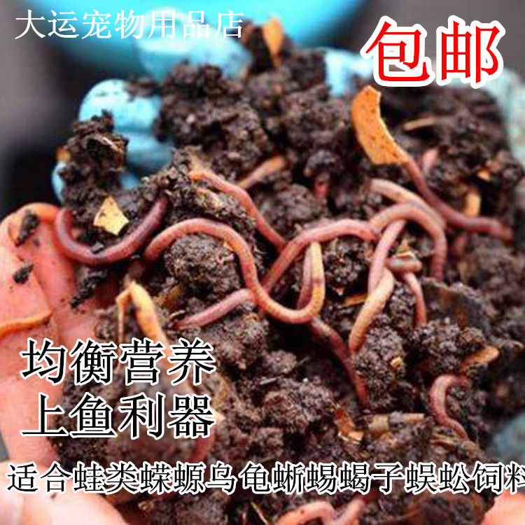 Earthworms Living Corner Frog Turtle Salamander Salamander Scorpion Frog Feed Bull Frog Fattening Fishing Fish Bait Red Earthworms Living Things-Taobao