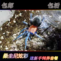 Mulberry Gwen colorful new foot exhibition 1-1 5cm pet spiders live tarantula colorful
