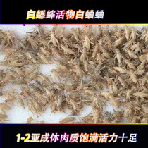 White Cricket Living White Cricket Cricket Feed Living Spider Centipede Scorpion Crawl Living Feed