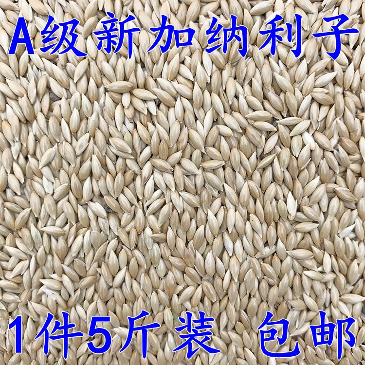 Imported Canary/Parrot Bird Food/Oil Seed/White Seed Grass Seed Bird Feed 2.5kg 
