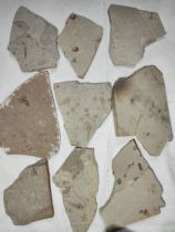 Paleontological Fossils Insect Specimens Popular Science Research Collection Ornaments