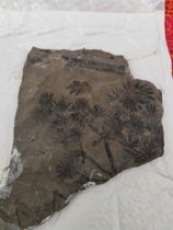 Paleontological fossils plant fossils leaf specimens popular science research collections ornaments