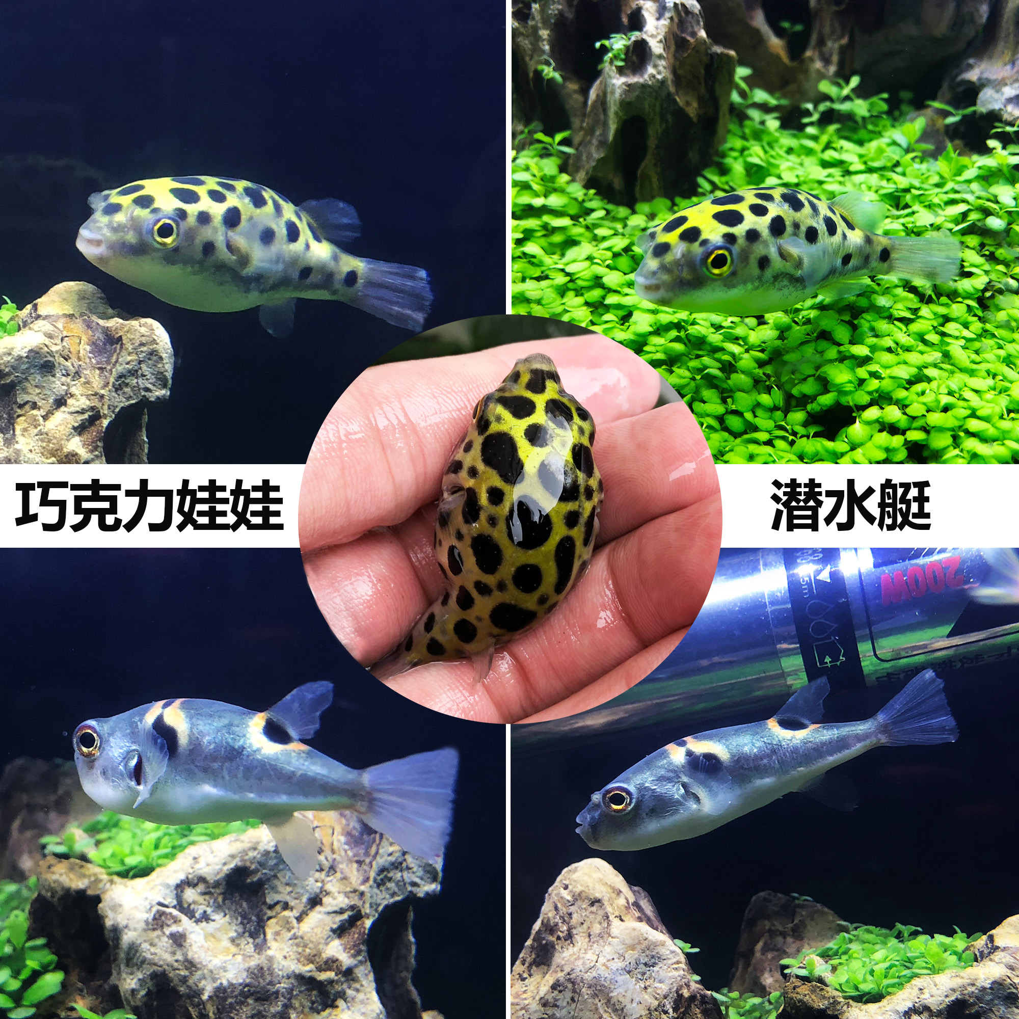 Puffer fish live pet fish bubble fish Doghead Fish drumbag fish submarine cold water freshwater ornamental fish Pack Live