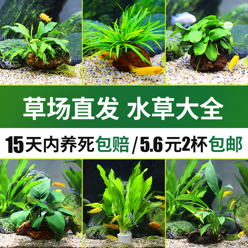 Centipede green chrysanthemum Moss volcanic stone planting lazy water grass fish tank landscape