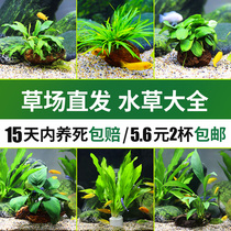 Centipede Green Chrysanthemum Moss Volcanic stone Planting Lazy water plant Fish tank Landscaping Small water Banyan Wallis Banyan Banyan Banyan Shenmu