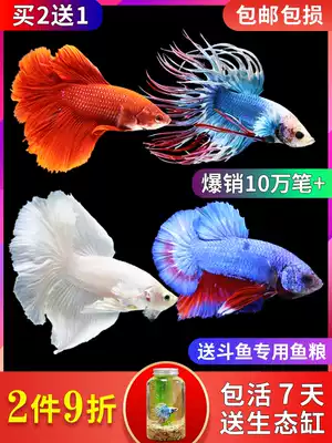 Thai Betta Merlion King Half Moon Female Betta Ornamental fish Tropical fish Live pet freshwater fish fish tank