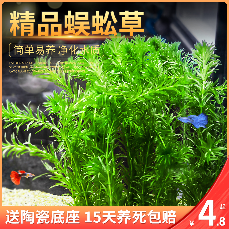 Fish tank building with rear view real water grass living area Centipede Grass Green Chrysanthemum Decoration Goldfish Algae plant oxygenated water purification-Taobao