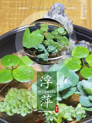 Fish tank landscaping bellybag duckweed water grass round heart pinghuai Yeping red hairy waterside aquatic grass living landscape decoration