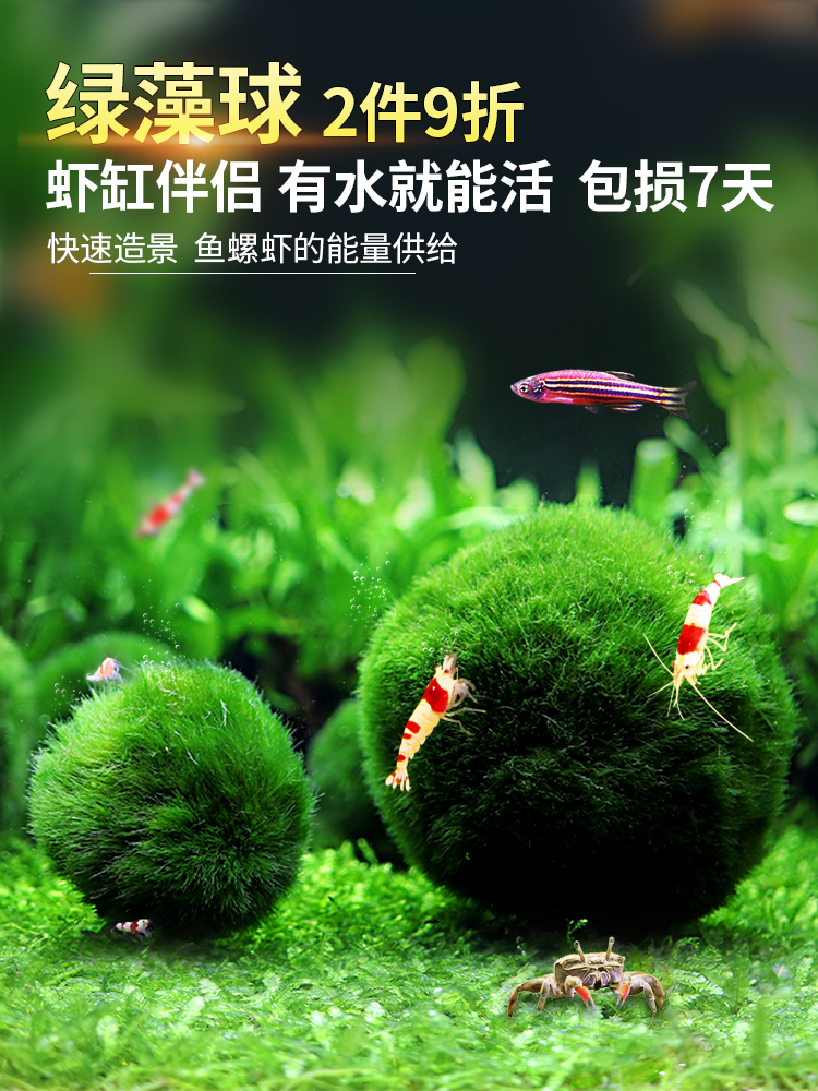 Fish tank Aquarium Landscaping Aquatic plants Seaweed ball Ecological ball Landscaping Green algae ball Ecological bottle Green bath ball Algae ball