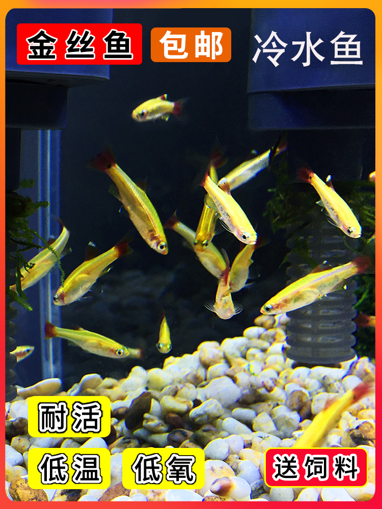 Baiyun golden silk fish live small native fish Tang fish Cold water unheated ornamental native light red taillight fish