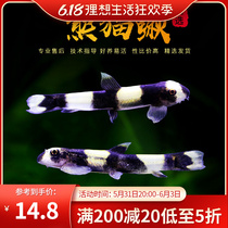 black and white panda loach native cold water fish small ornamental fish freshwater fish suction loach grass cylinder except vortices black and white loach