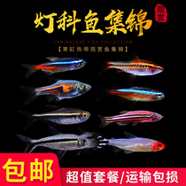 Baolian light traffic light corfish tropical ornamental fish small mixed breeder package zebra fish freshwater cold water goldfish living