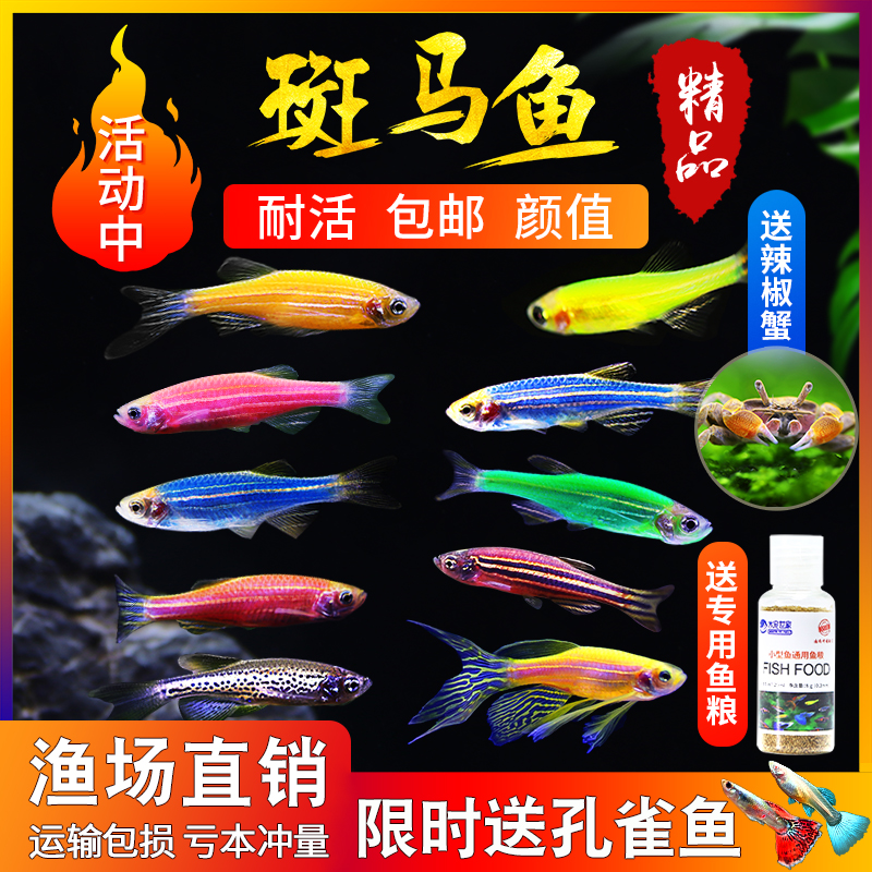 Small tropical fish ornamental fish traffic light family fish swimming red and blue fluorescent zebrafish cold water fish practice hand live fish