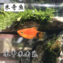 Mickey Fish Living Fish Small Tropical Fish Freshwater Fish Living Sword Tail Fish Raw Fish Aquatic Pet Fish