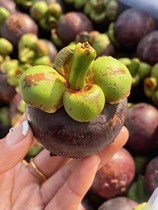 Air Freight 6A Mangosteen Gift Box Seasonal Fresh Fruit 5kg Box